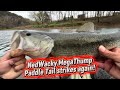 BIG creek bass caught with NedWacky MegaThump Paddle Tail! 🎣🔥💥🤩