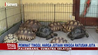 Raup Untung Ratusan Juta Rupiah dari Bisnis Budidaya Tortoise - iNews Sore 21/02