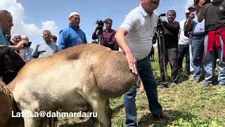 Что такое Арашан? Международная конференция по гиссарским овцам, часть 3