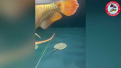 Cách trị bị ký sinh trùng ở đuôi cho cá rồng | PHỤ KIỆN CÁ RỒNG