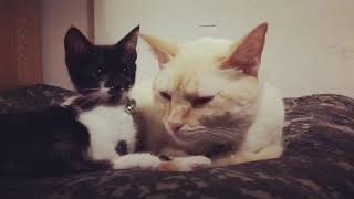 #cats “Nuestra casa”