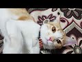 Playful Cats, Oyuncu Kedi
