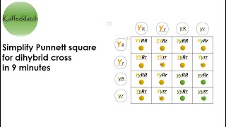 Punnett square for dihybrid cross simplified