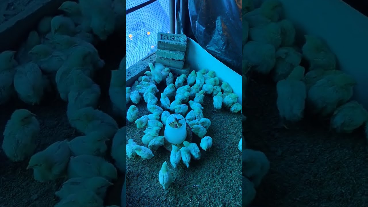 Broiler Chicken Farming: The Most Common Mistakes