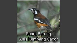 Download Lagu Singing of bird