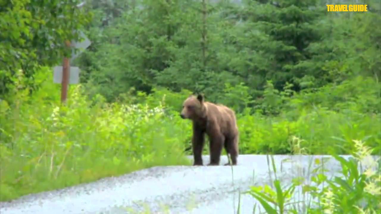 Misty Bay Lodge, Bear viewing, Hoonah, Alaska YouTube