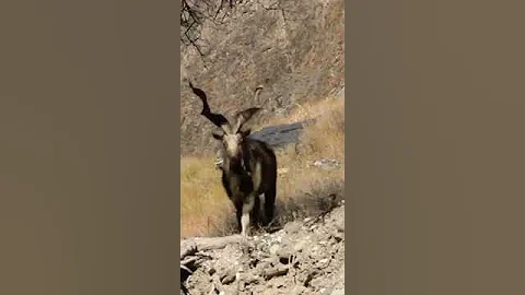 #markhor
