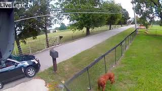 A-Hole Steals Puppy Out Of Yard