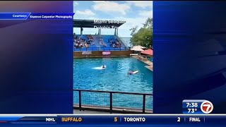 Trainer attacked by dolphin at Miami Seaquarium