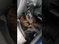 猟犬と猟師【勇敢で臆病な甲斐犬】が苦手な雷が来てしまいました #犬のいる暮らし #犬動画 #甲斐犬 #犬のいる生活 #犬