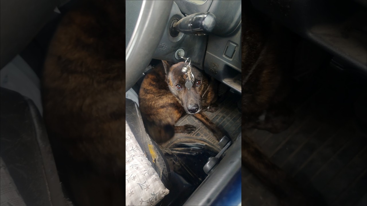 猟犬と猟師【勇敢で臆病な甲斐犬】が苦手な雷が来てしまいました #犬のいる暮らし #犬動画 #甲斐犬 #犬のいる生活 #犬