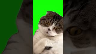 Sleeping Cat Meme Green Screen