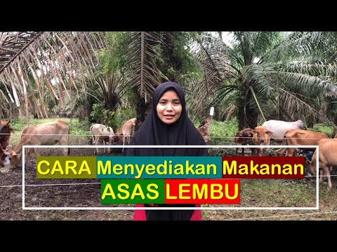 Video: Apakah asas lembu?