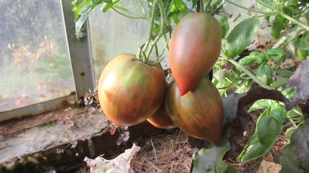 Сорт -"GREEN HORN". Томаты от Фёдора.