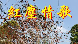 紅塵情歌~Sunny(原唱：高安＆黑鴨子）