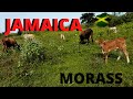 HOW TO TOUR JAMAICA MORASS