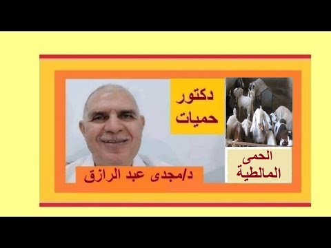 علاج الحمى المالطيه ، البروسيلا  وإحذر الجبنه القريش طب وصحه BRUCELLA  TREATMENT