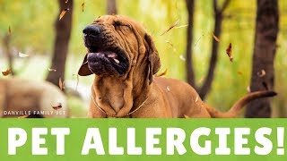 How to Deal With Pet Allergies!
