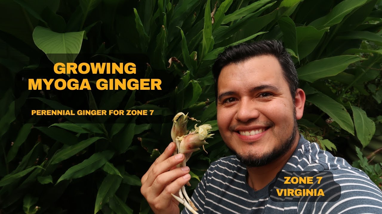 Выращивание имбиря Myoga в 7-й зоне Вирджинии. Многолетний имбирь для 7-й зоны.