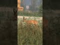Невероятная атака охотника на оленя!&quot; #hunting #wildldeer ,#hunting