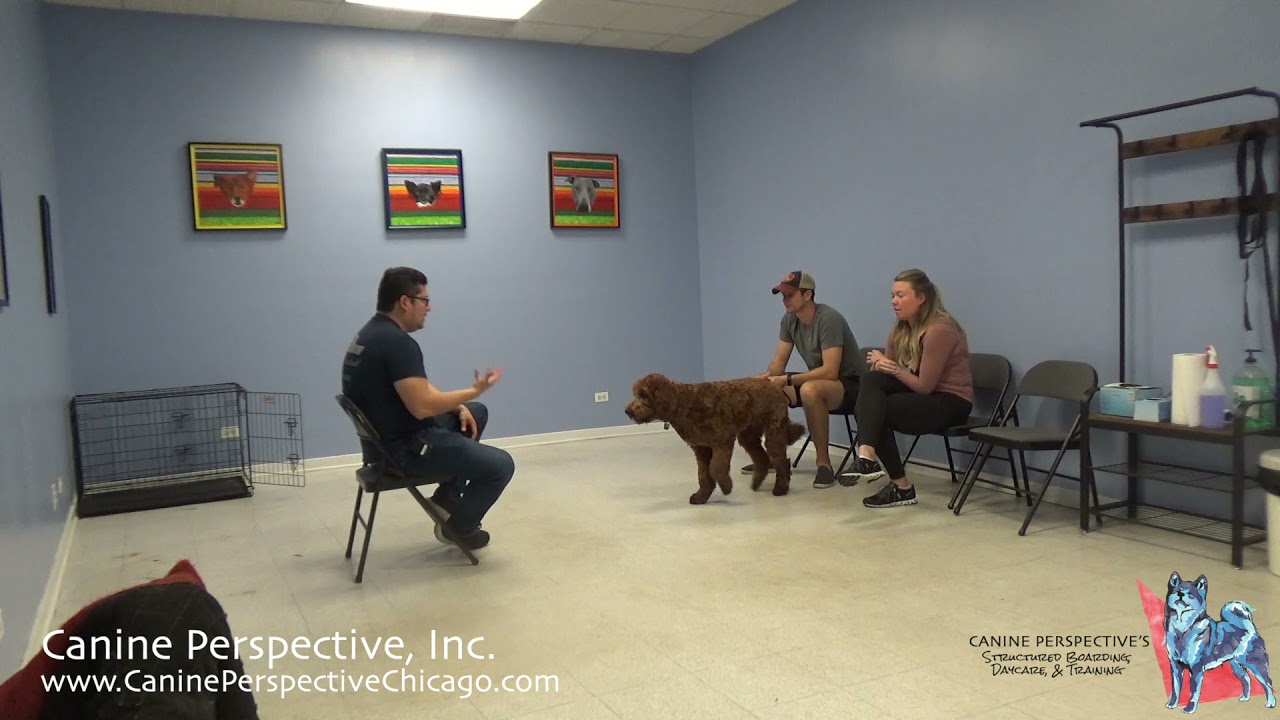 Finn: Consultation - General Off-Leash Control, Selective Hearing When Squirrels Or Dogs Around