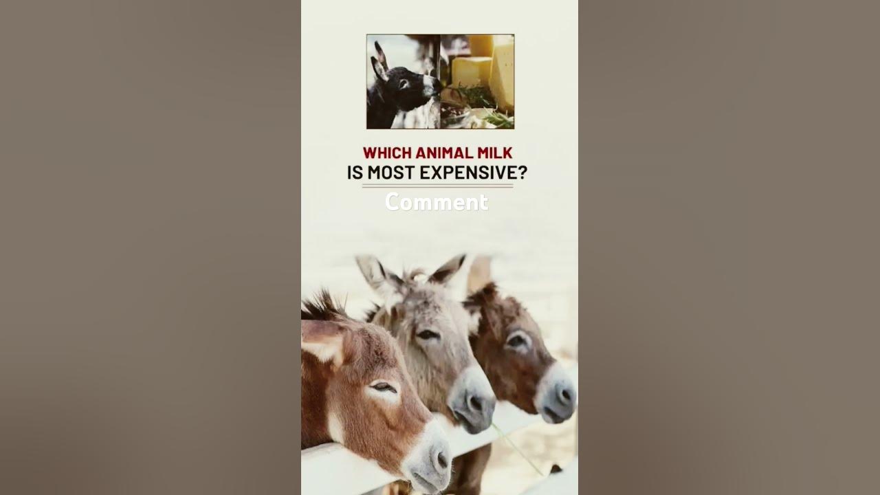 Which Animal Milk Is Most Expensive And Costly Short milkproducers which-animal-milk-is-most-expensive-and-costly-short-milkproducers