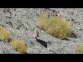 Himalayan Snowcock, Ladakh, India