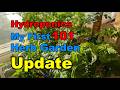 3 Months Later: Beginner Hydroponic Herb Garden Update (ft. Monster Cilantro)