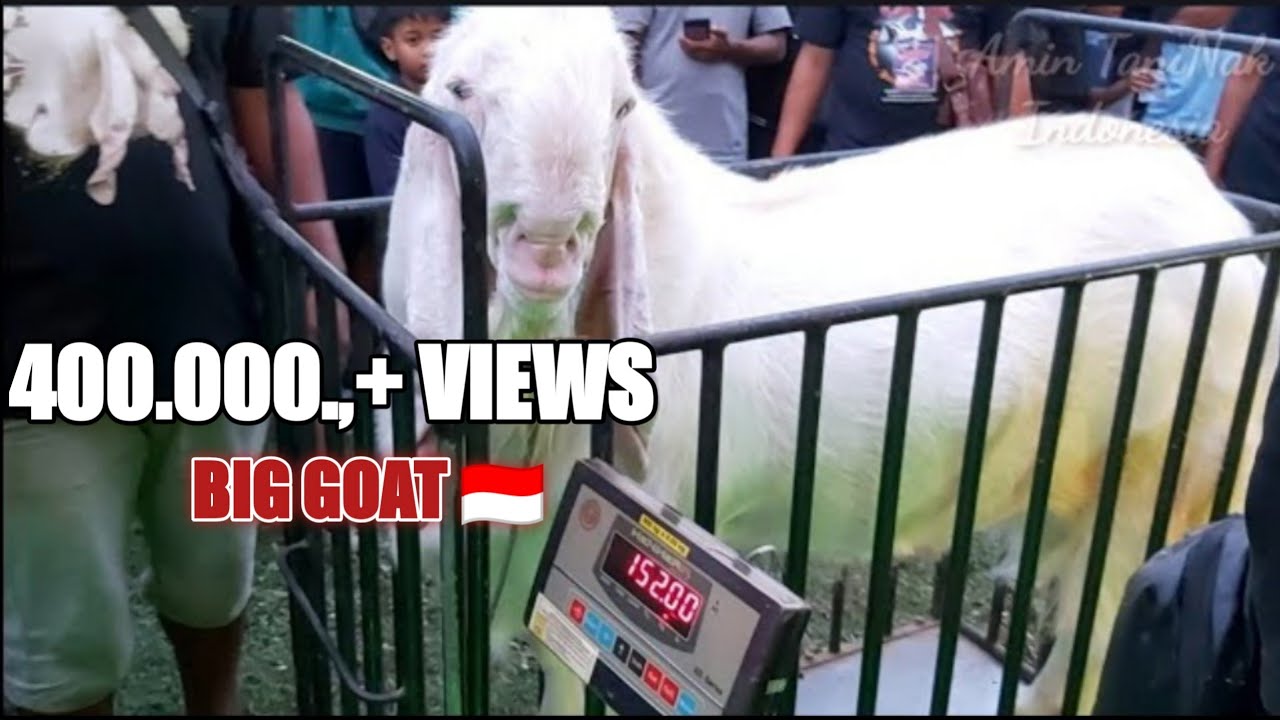 BILLY GOAT CLASS EXTREME SPECTACULAR CONTEST IGB DI LAPANGAN RAMPAL ...