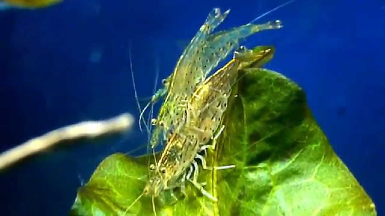 007 Amano Shrimp Mating (1 Female with 2 Males) YouTube