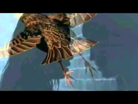 مطر و عصفور علي الحجار