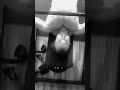 Reasons for #functionalbodybuilding and a #homegym FBB Day I Strength Part #inclinebenchpress