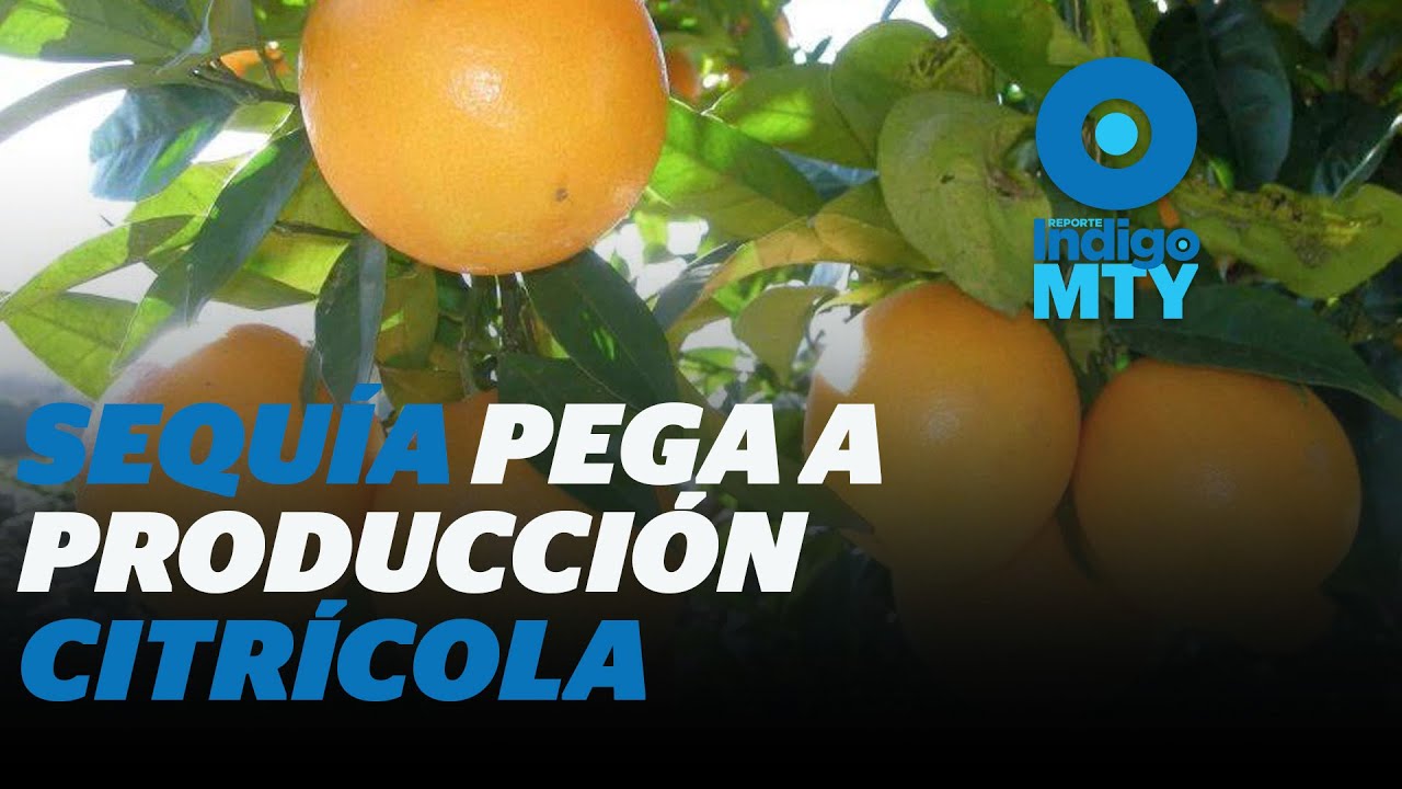 Crisis hídrica afecta industria citrícola en MTY | Reporte Indigo
