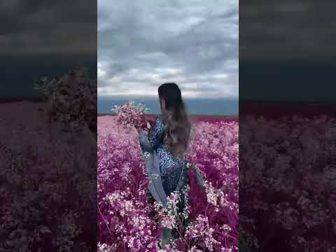 غنوا و حبوا وحبوا وقولوا قولوا معانا يا ناس خليك يا جرح بعيد طرب زمان وردة الجزائرية