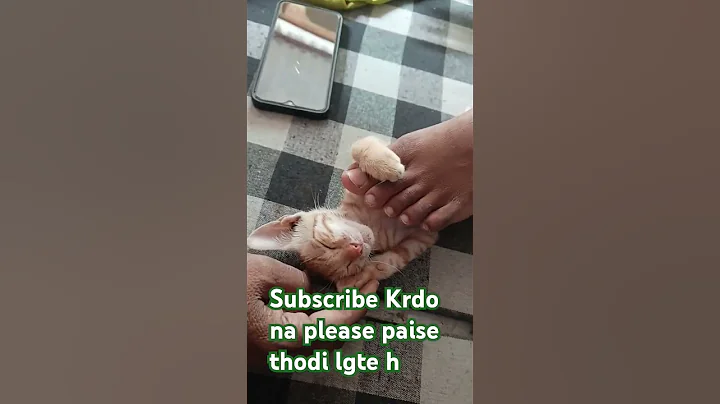 Watch the video about Funny golden cat sleeping #cat #viral cat #catlovers #catmemes #catvideos #catshorts #memecore