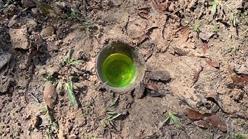 SKILLS AND TECHNIQUES: Arthropod Sampling