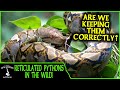 RETICULATED PYTHONS IN THE WILD! (are we keeping them correctly?) - Adventures in THAILAND (2020)