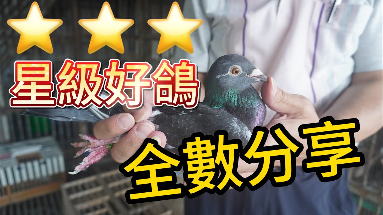 鴿壇名宿“鐵路”鄭奇文 星級好鴿鑑賞分享 (3) #強豪 #全舍出清 #95系 #特攻系 #種鴿 #養鴿 #賽鴿 #2100賽鴿王