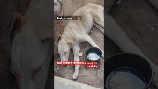 help strays 🥀🙏support for voiceless🙏🙏🙏 #trending #shots #viralshort