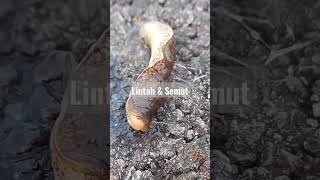 Lintah dan Semut #shorts