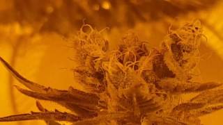 WEEKLY PERPETUAL FLOWER ROOM UPDATE MULTI STRAIN/MULTI MEDIUMS