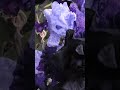 Ирисы.  Цветы после дождя #shorts