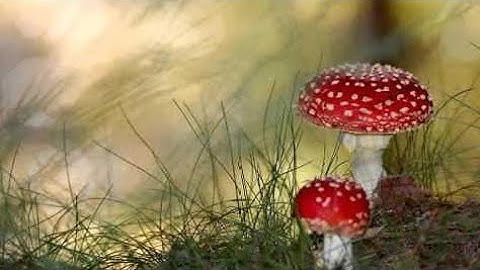 سورة المعارج - يوسف كالو \ Surat Al-Ma3arij - Yousef Kalo