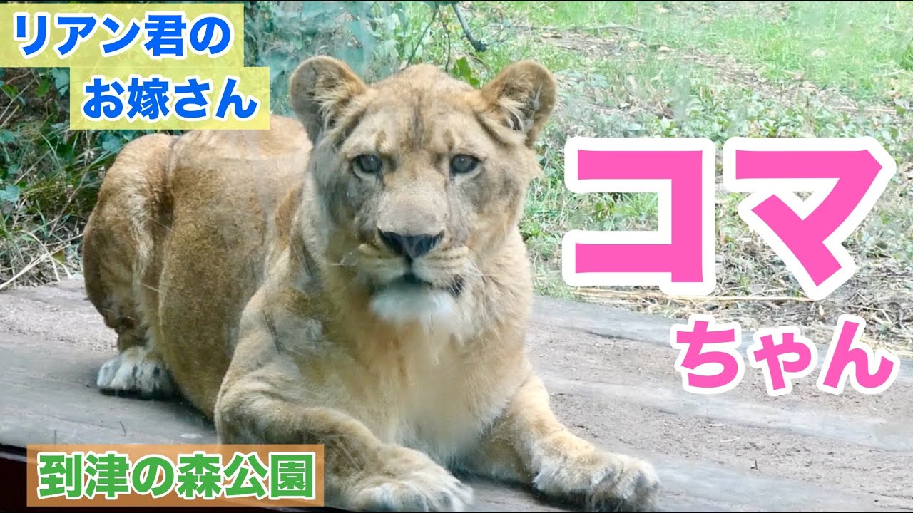 はじめまして！リアン君のお嫁さんコマちゃん🩷 - YouTube