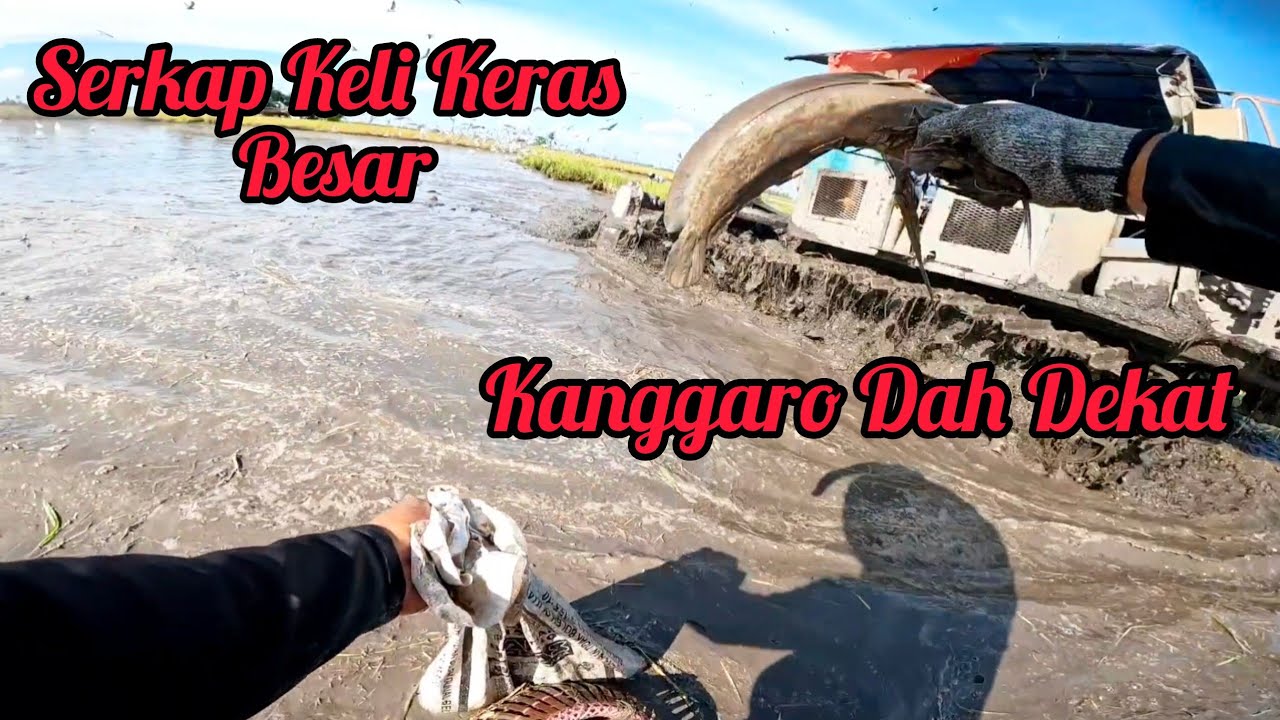 Serkap Keli  Keras Besar Hampir Di Langgar Trekta Kangaroo Mujur Cepat s444