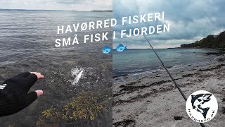 Havørred 🐟 Fiskeri 🎣 Vestsjælland - Små fisk i fjorden