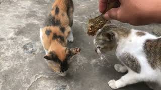 Memberi Makan Kucing Lucu by RINO PRIATAMA 275 views 9 months ago 5 minutes, 44 seconds