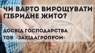 Досвід вирощування жита в господарстві «Західагропром»