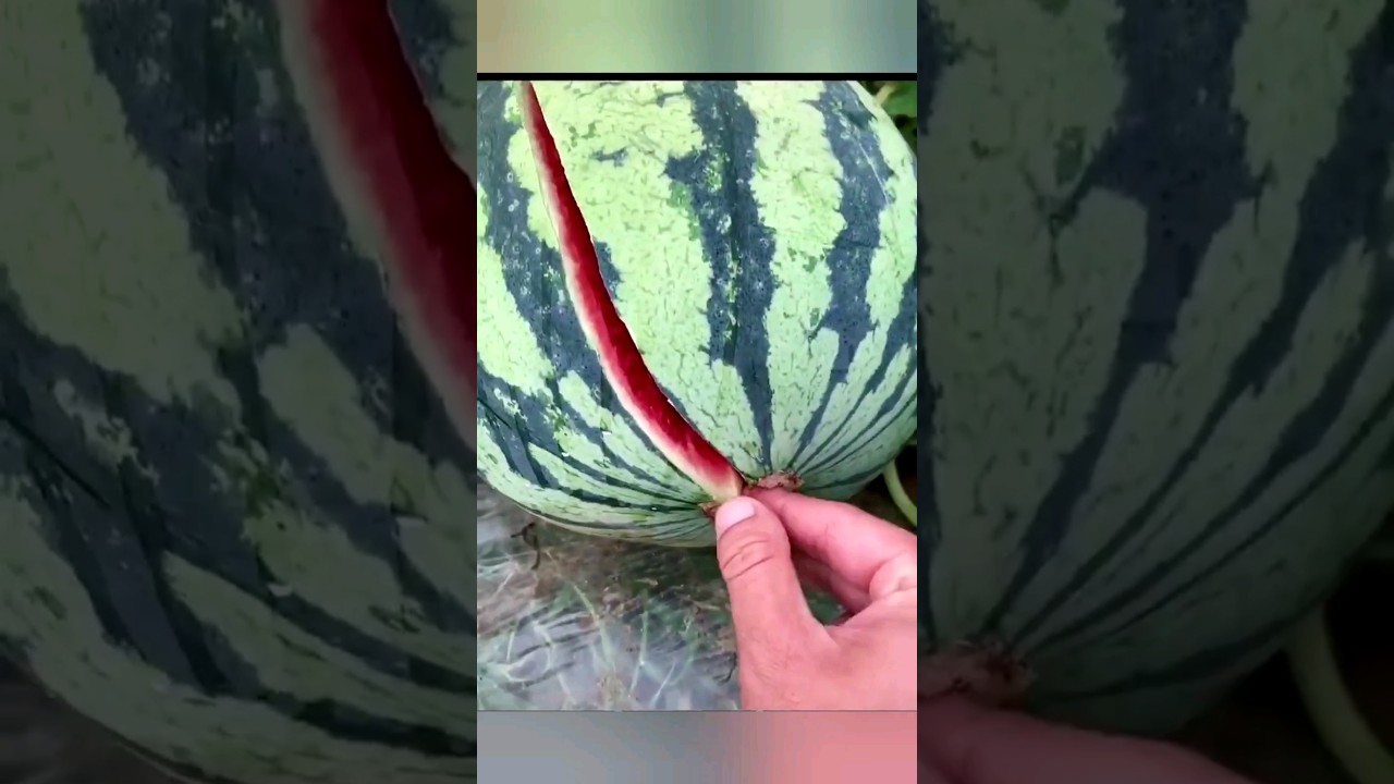 Picking  Juicy Fruits (Melon)- A Honey Desert Food 