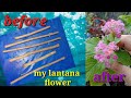 My LANTANA CUTTINGS